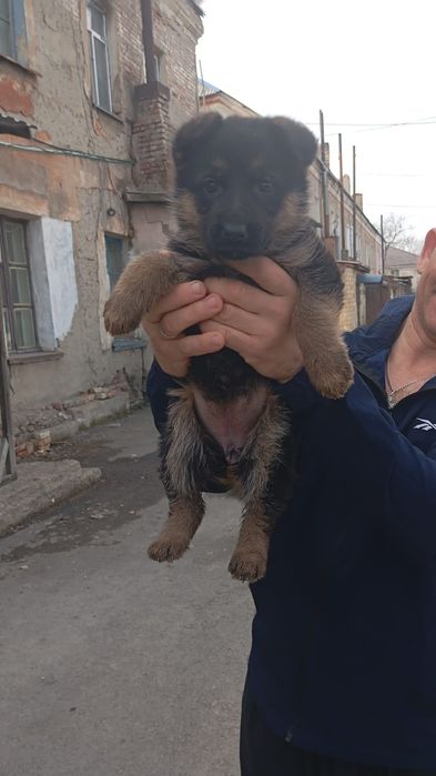 Продам щенка немецкая овчарка девочка