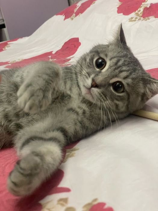 Mushukcha sotiladi 2 oylik o'g'il bola