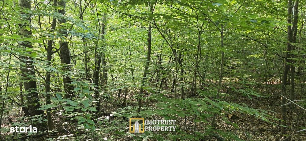 Pădure și pășune de vânzare 8,2037 ha Borod, Bihor