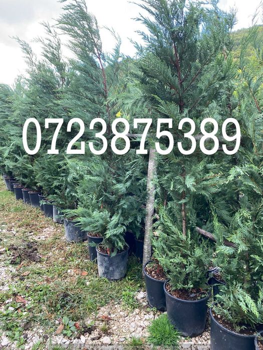 Leylandii Verzi Tot Anul – Ideali pentru Împrejmuiri