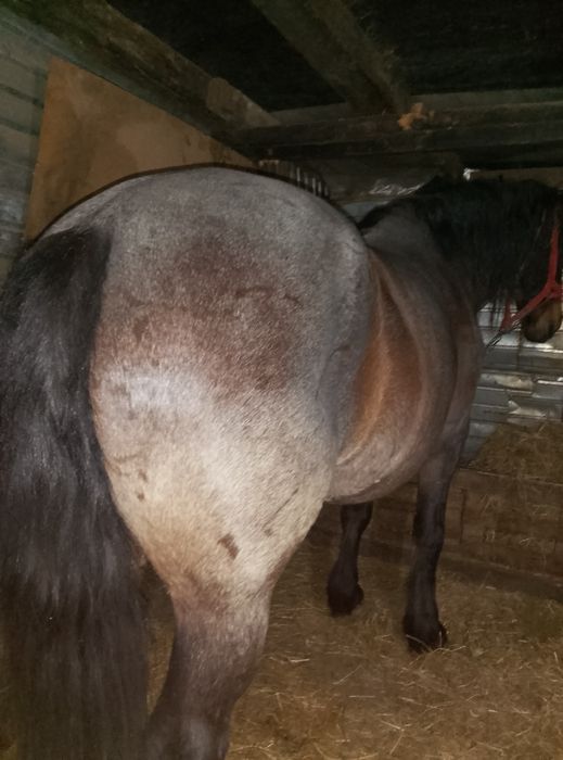 iapa de 8 ani foarte cuminte