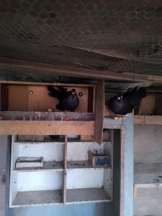 Гълъби, пауни, фазан