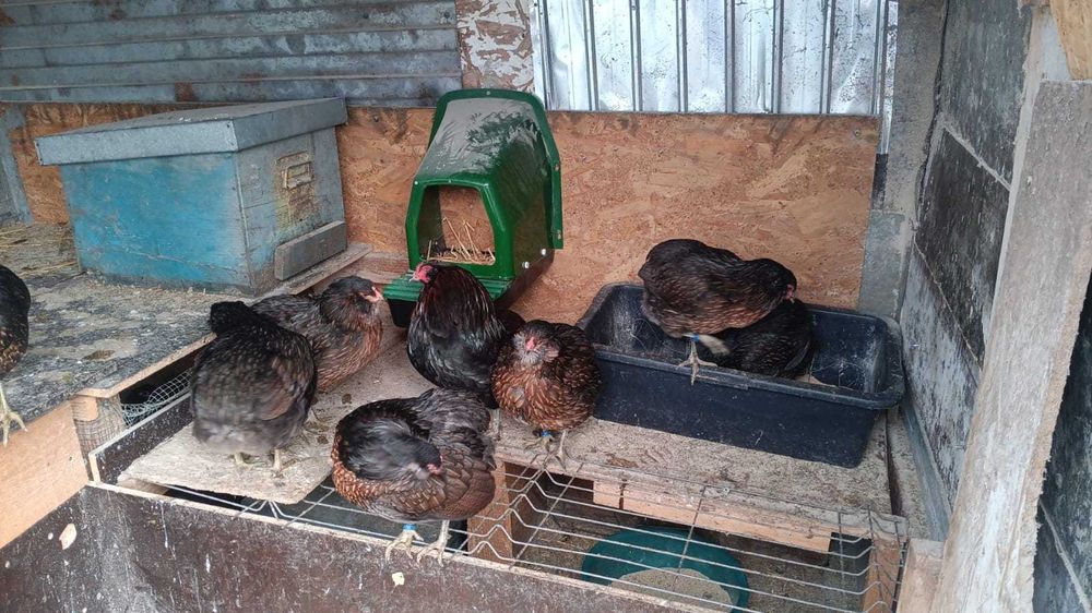 oua ,pui araucana potrnighie si neagra