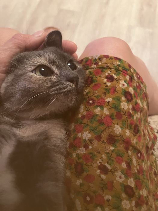 Отдам котенка девочку в добрые руки
