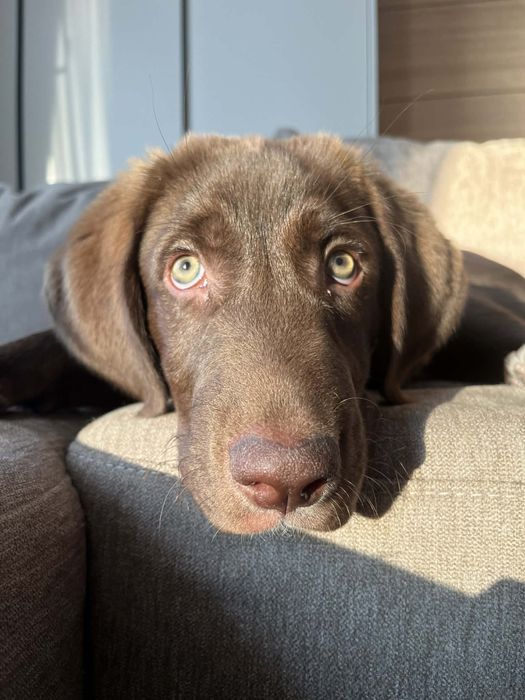 10 месечно уникално кученце