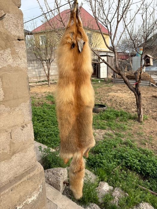 Түлкі терісі ұзындығы 1 10