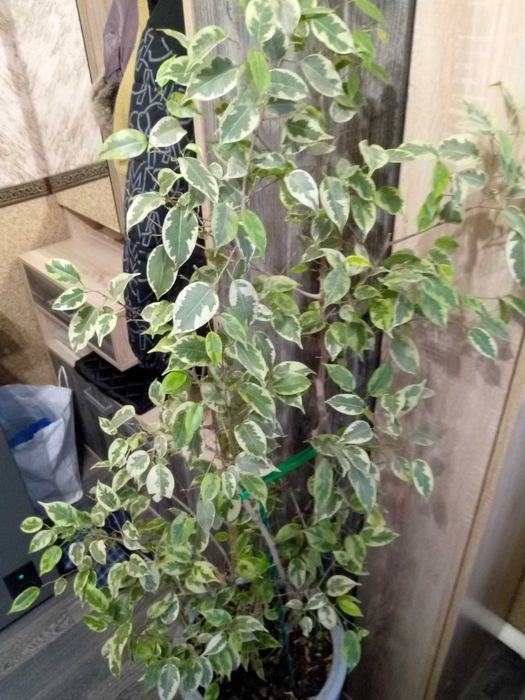 Продам комнатные цветы