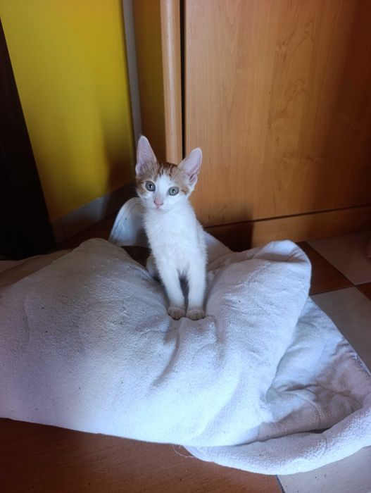 котета на 3 месеца
