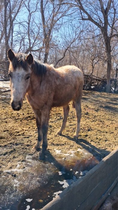 Еркек тайлар . Семиз жаксы