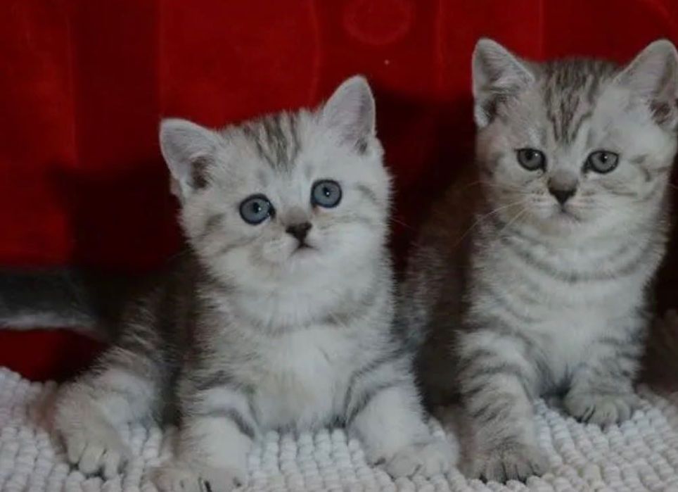Прелестненькие Котята