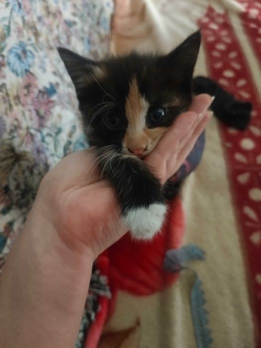 Отдам котят в хорошие руки