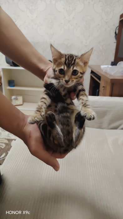 Bengal bolalari qiz o'g'il