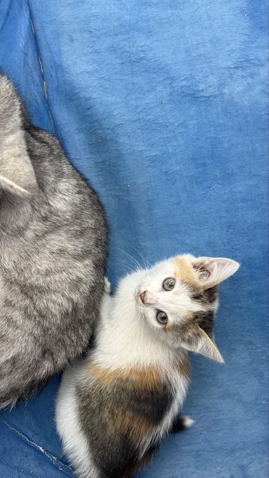 маленькие котята