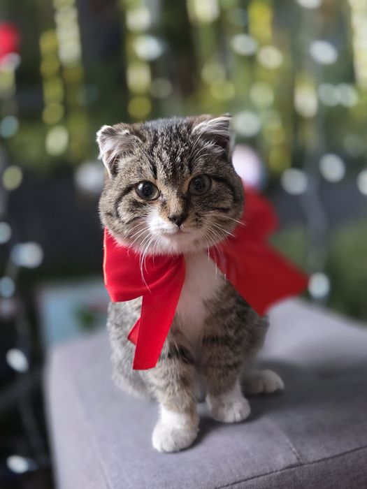 Отдам очень милую кошечку