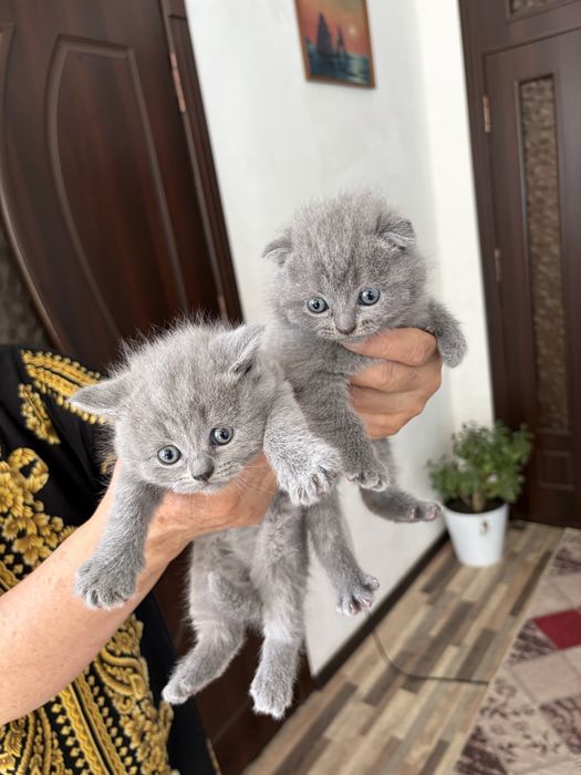 Скотиш фолд и Страйт Котята (Scottish Fold / Scottish Straight)