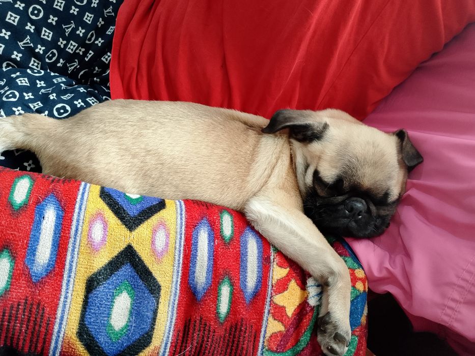 Продам щенка мопс