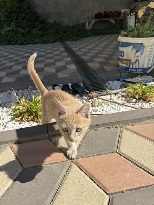 Отдаем маленького котенка, мальчик, в добрые руки