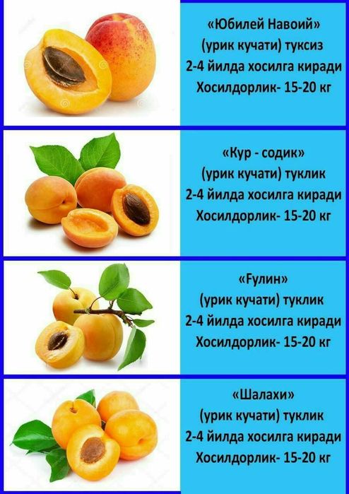 Олма гило шофтоли нок анор анжир урик бодом ёнгок барча мевали дарахт