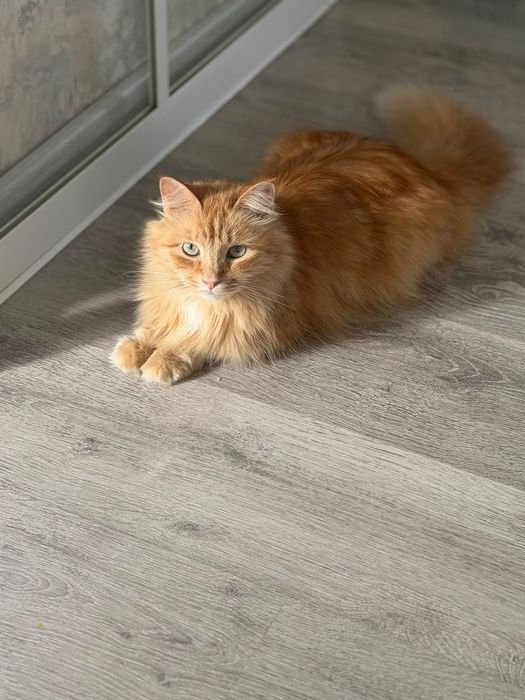 Отдам кота бесплатно