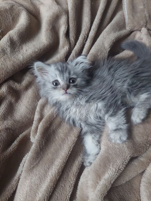 Котенок ищет дом и любящую семью