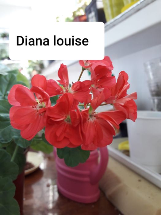 Продам герань