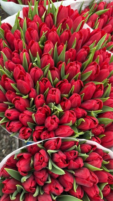 ТЮЛЬПАНЫ ПО 350тг!!!