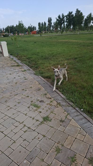 Собака грейхаунд