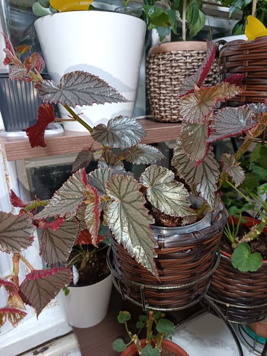 Бегония лиственная