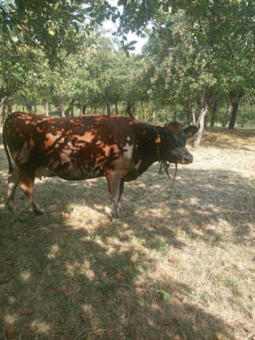 Vaca Jersey 3 ani