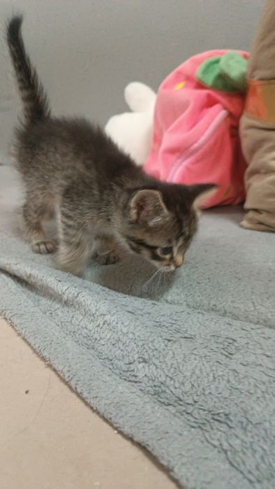 Отдам котят,в добрые руки.