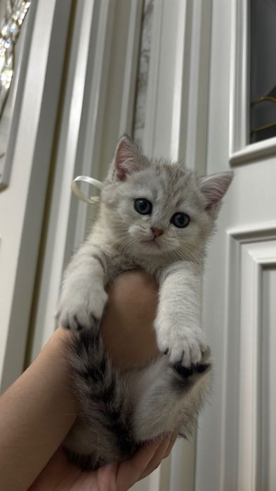 Scottish fold / straight  2 oylik / o’g’il bola