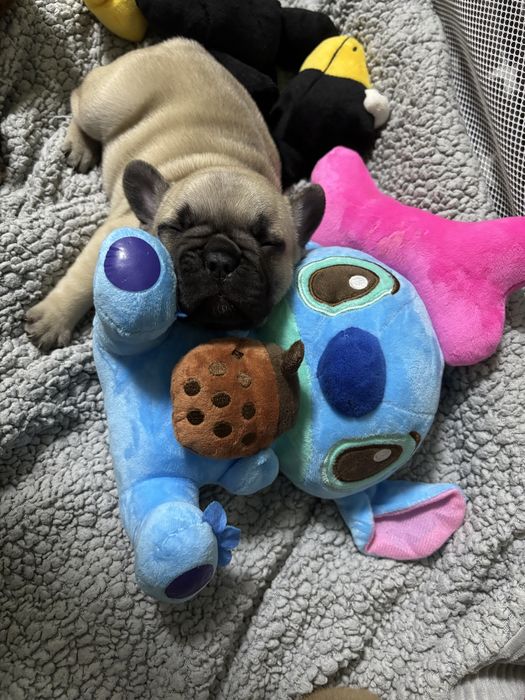 френски булдочета