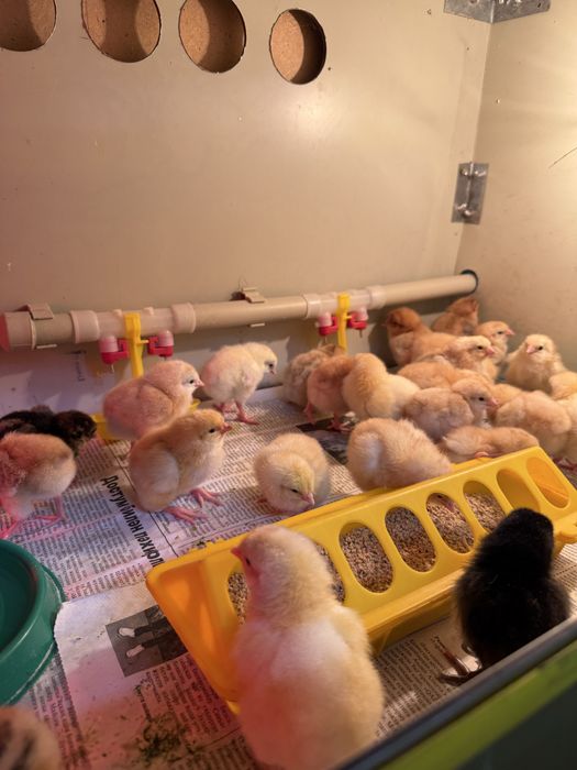 РедБро цыплята РедБро