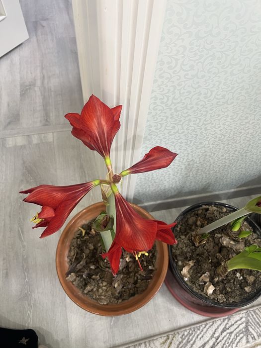 Гипераструм