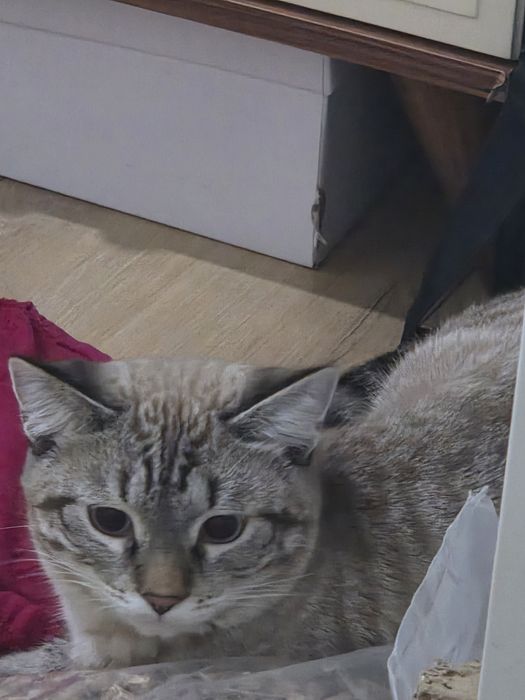 Отдам котика в хорошие руки, полосато серый!!!