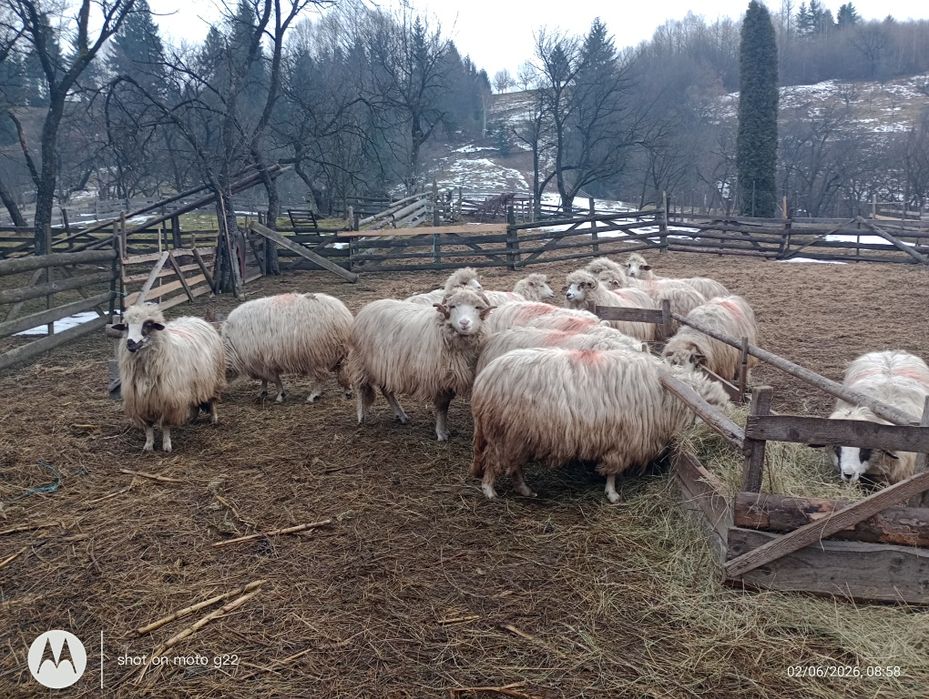Șapte oi de vânzare și un berbec