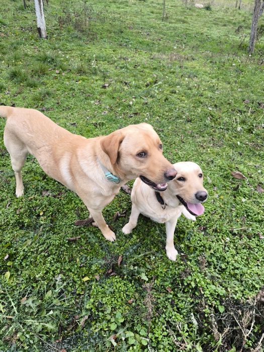 Лабрадор ретривър