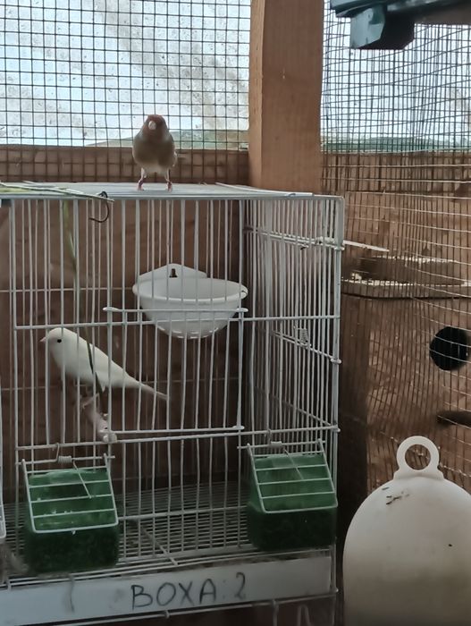 Hibrid cu canari