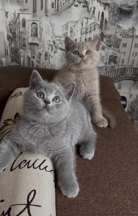 Вязка опытного кота!
