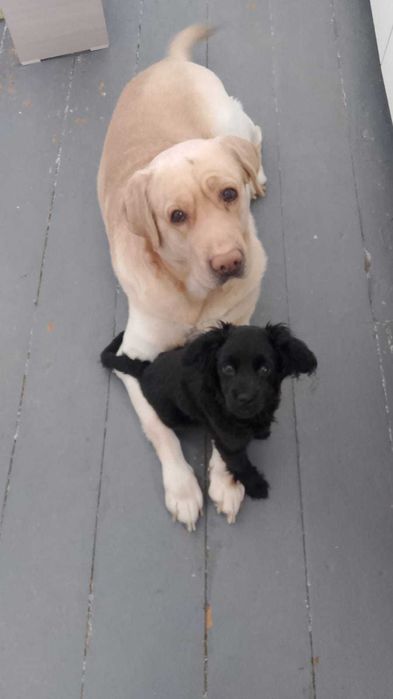 Продам щенка английский кокер спаниель