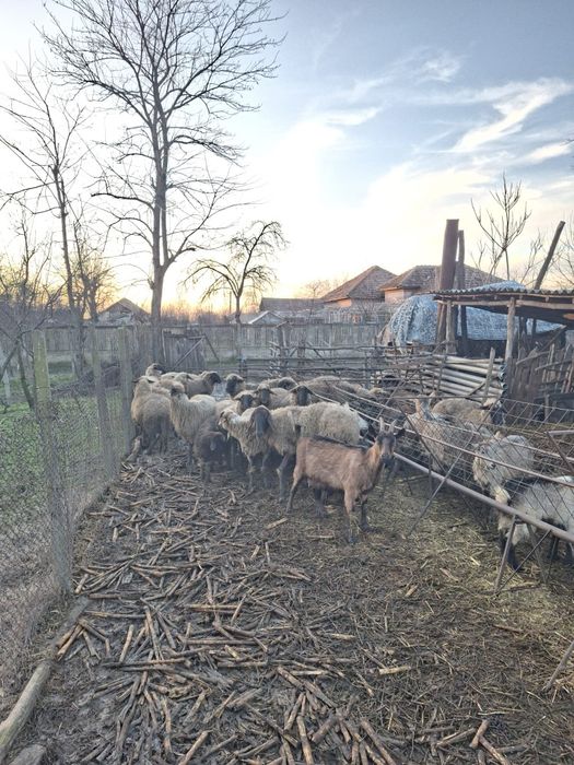 Oi de vânzare metisate