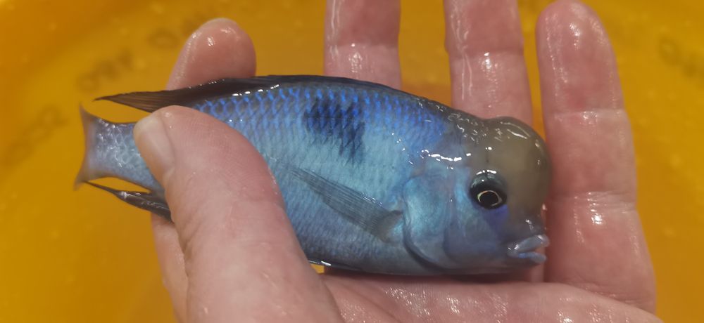 Рибки Африкански цихлиди