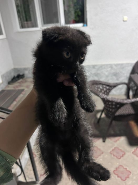 Котенок кошки шотландский