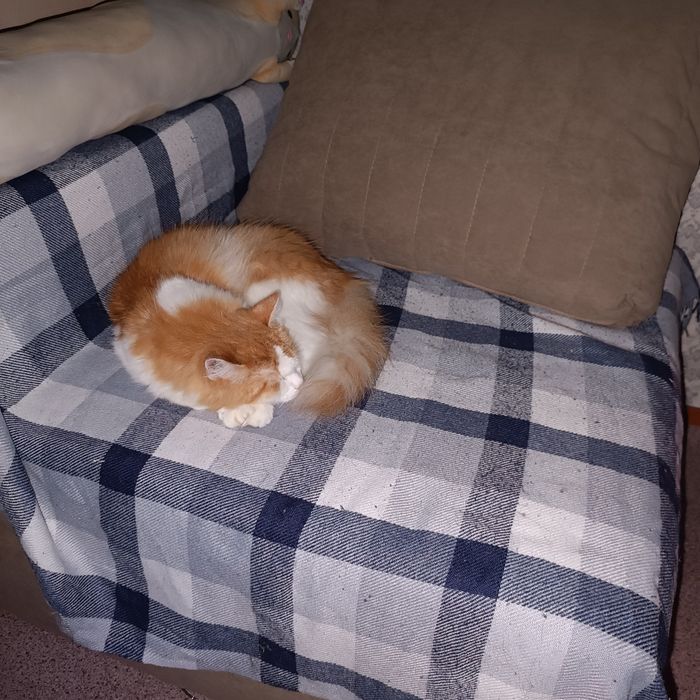 Передержка кошек на дому