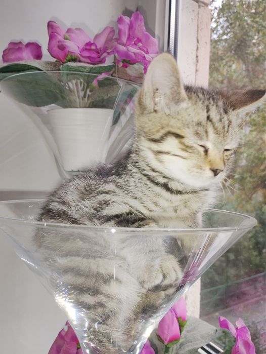 Ищу дом для котят