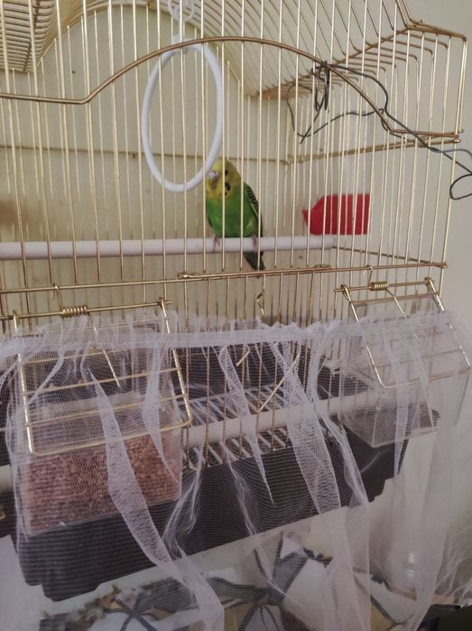 Попугай самец с клетками