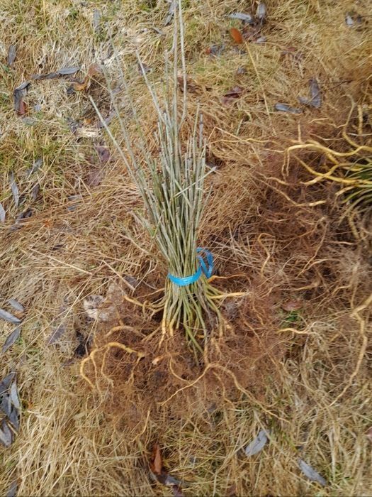 Puieți de frasin ofer transport gratuit