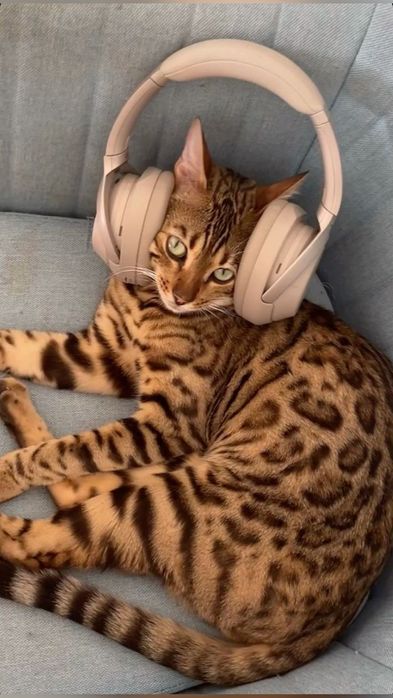 Бенгальская Кошка продам ( Жен)