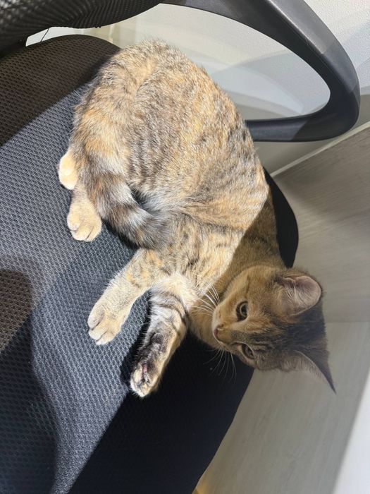 Mushuk yoqoldi risoviy taraflada topgan odamga 500 000 beriladi