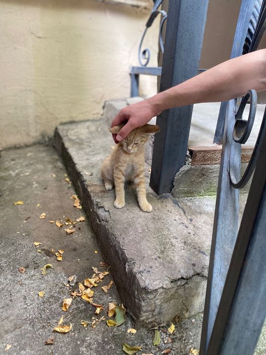 Отдам в добрые руки